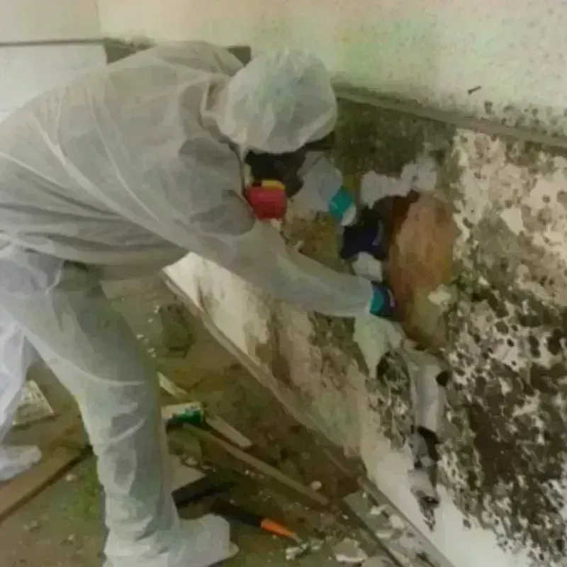 Mold Remediation and Removal in Bealeton, VA